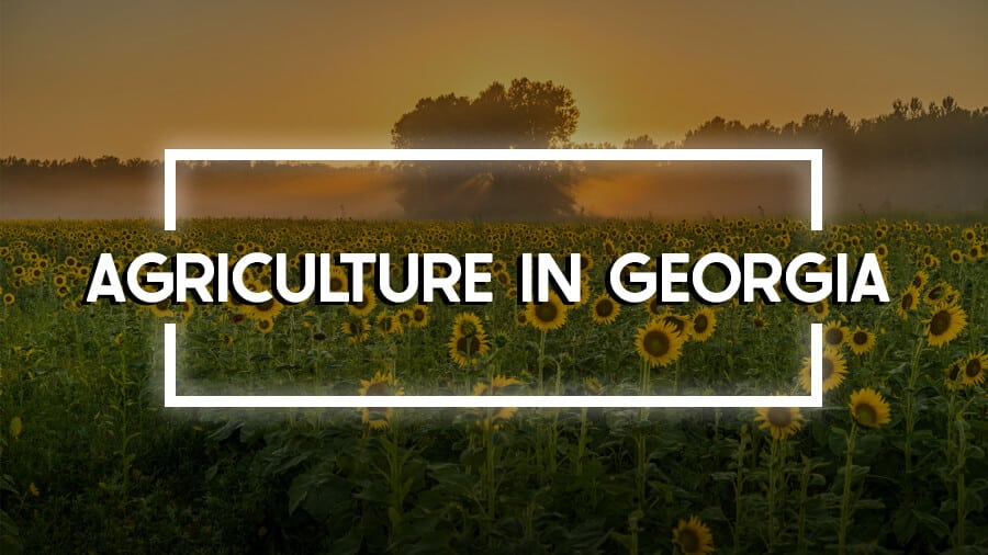 Agriculture in Georgia