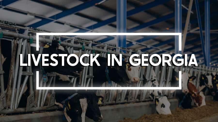 livestock in georgia
