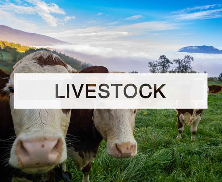 Livestock in Georgia