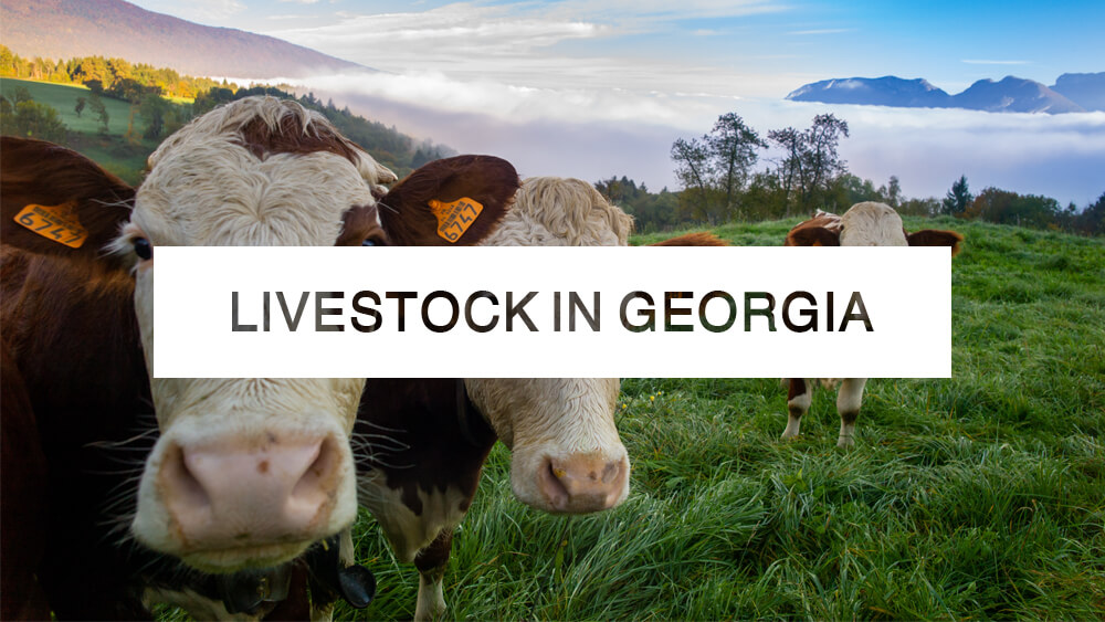 Livestock in Georgia