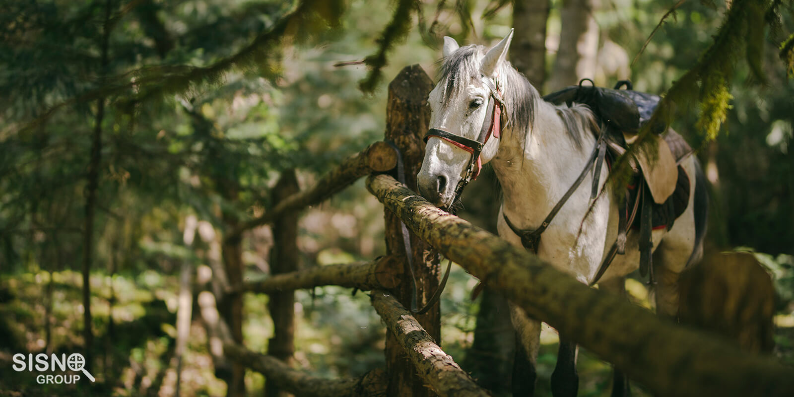 Borjomi park in georgia